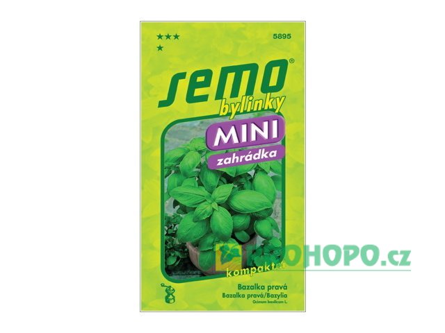SEMO Bazalka pravá Mammolo Genovese kompaktní