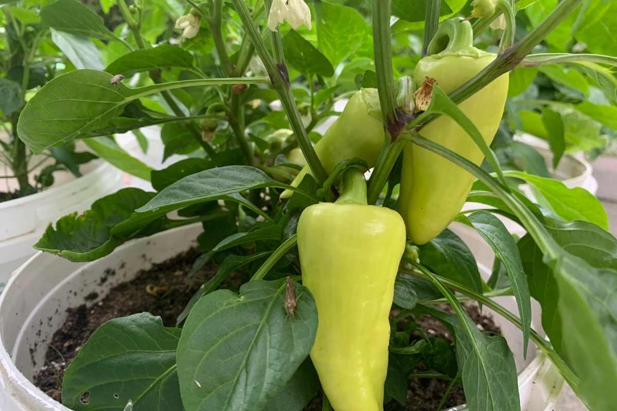 paprika úroda