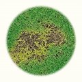 FORESTINA Expert Rychlý zásyp 3v1 5l - pro rychlé zacelení poškozených travních ploch