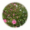 Letničková směs Fuchsia 50g - květinový porost 60-100cm vysoký