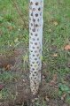 Ochrana stromu provlékací 56cm - k ochraně kmenů listnatých stromků před okusem zvěří