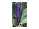 SEMO Fazol pnoucí A Cosse Violette Sans Fil