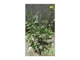 SEMO Roketa - Rukola setá Wild Rocket