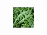 SEMO Roketa - Rukola setá Wild Rocket