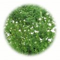 Travobylinná směs Koridor 1kg - bylinná rekultivační směs